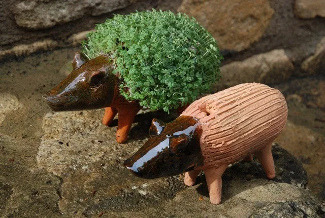 Grow your own pig including cress seeds