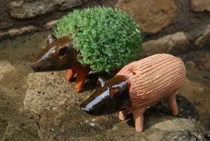 Grow your own pig including cress seeds