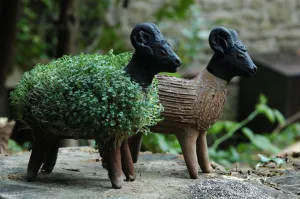 Grow your own Sheep including cress seeds