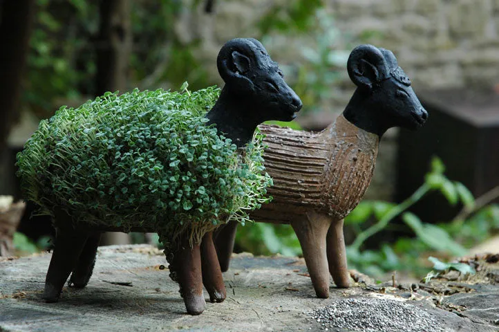 Grow your own Sheep including cress seeds