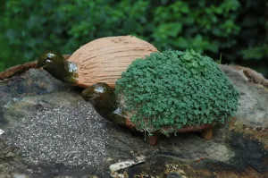 Grow your own Turtle including cress seeds